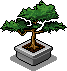 Bonsai Tree